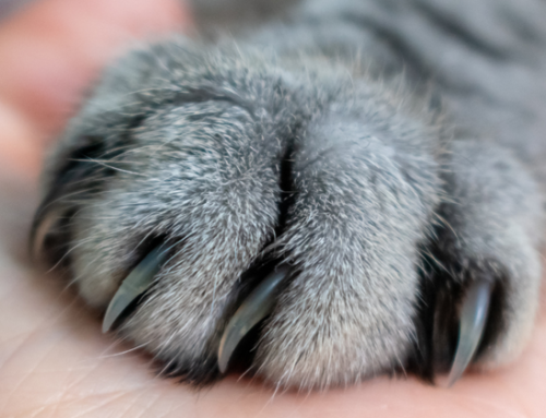 Campanha de Sensibilização para o Bem-Estar Animal